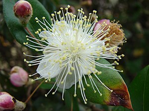 은매화(Myrtus communis)