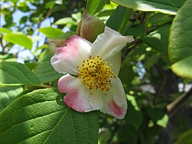 Stewartia pseudocamellia