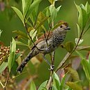 Thamnophilus ruficapillus-Rufous-capped Antshrike (Male)