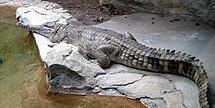 Falso gavial (Tomistoma schlegelii)