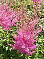 Astilbe à Torosay