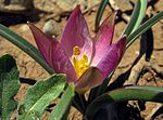 Tulipa lownei