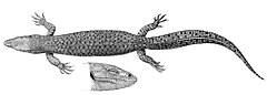 Description de l'image Varanus brevicauda.jpg.