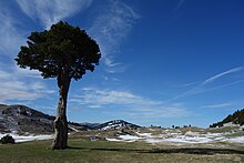 L'arbre taillé de la Queyrie