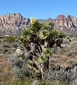 Yucca brevifolia