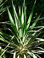 Yucca recurvifolia