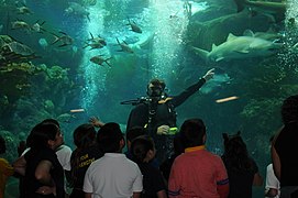 Diver highlighting ocean wildlife.