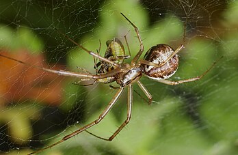 Fêmea de Linyphia triangularis, uma aranha europeia da família dos linífidos (Linyphiidae) em Mannheim, Baden-Württemberg, Alemanha (definição 3 669 × 2 393)