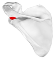 Acromial angle shown in red.
