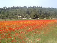 Papaver subpiriforme (synonym P. umbonatum) natural appearance on a meadow or field near Ein Hashofet, Israel