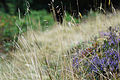 4/ 2 août, promenade en montagne... - Alsace : Poaceae indet. et Calluna vulgaris