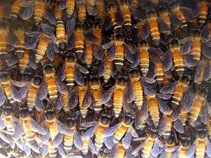 Giant honey bee (A. dorsata)