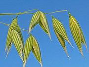 Oat spikelets, containing the small wind-pollinated flowers