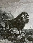 Un lion de Barbarie (gravure de 1898).