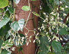 Begonia glabra