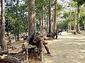 Around the pond there are many ancient trees hundreds of years old