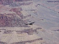 California condor in flight over the Grand Canyon