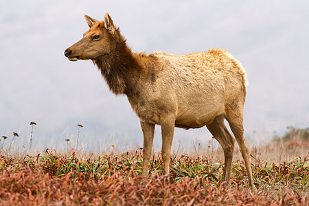 Tule elk, by Charlesjsharp