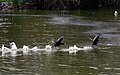 Folaghe che corrono sulla superficie dell'acqua.