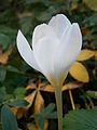 Crocus pulchellus 'Zephyr'