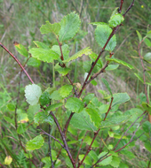 Arbuste aux rameaux brun-rouge et feuilles vert clair crénelées.