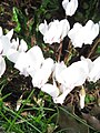 Cyclamen hederifolium 'Album' close-up