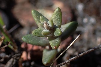 Dudleya variegata