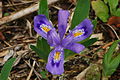 Image 1Dwarf lake iris (from Michigan)