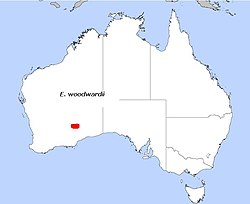 E. woodwardii, field distribution