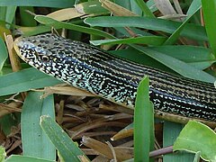 Description de l'image Eastern Glass Lizard.jpg.