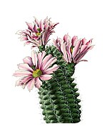 Echinocereus fendleri subsp. hempelii