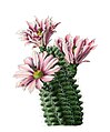 Echinocereus fendleri ssp. hempelii