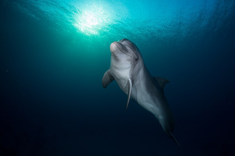 Индийская афалина (Tursiops aduncus) у побережья Эйлата (Израиль)