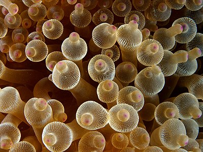Bubble-tip anemone, by Nick Hobgood