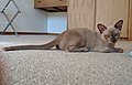 Female "Champagne" coated Burmese Kitten