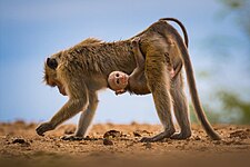 Mother Toque macaque with her child foraging on the hard ground. Katagamuwa Sanctuary, Sri Lanka Photo by
