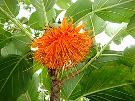 Фитчия прекрасная (Fitchia speciosa)