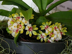 Gastrochilus japonicus