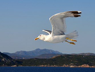 Un goéland leucophée (Larus michahellis) suivant un ferry-boat dans le golfe d'Olbia (Sardaigne). (définition réelle 2 484 × 1 882)