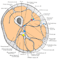 Cross-section through the middle of the thigh