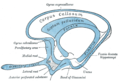 مخطط ترسيمي للدماغ الشمي (المعقف يمين أسفل الصورة)