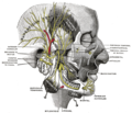 Mandibular division of the trigeminal nerve (fifth cranial nerve)