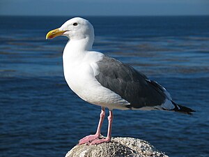 Western Gull (Larus occidentalis). Image taken in Monterey, California