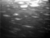 A school of Atlantic herrings migrating at high speed to their spawning grounds