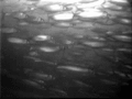 A swarm of migrating herrings