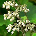 Heuchera maxima