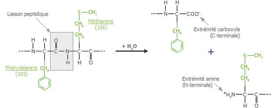 Hydrolyse de la k-caséine