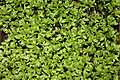 Young Lepidium sativum seedlings