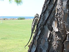 Caméléon commun