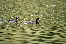 Australasian Crested Grebes on Lake Johnson